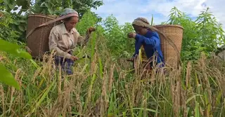 বান্দরবানে জুমের ধান কাটার উৎসব, ফলনও ভালো